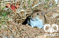 گونه ول قزوینی Qazvin Vole